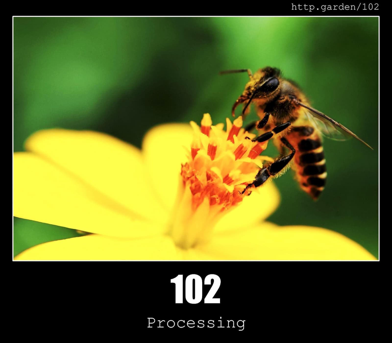 HTTP Status Code 102 Processing