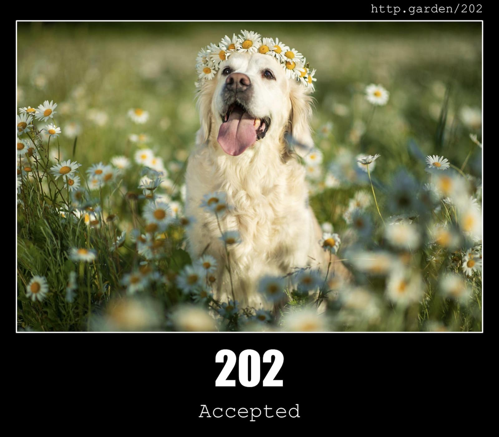 HTTP Status Code 202 Accepted