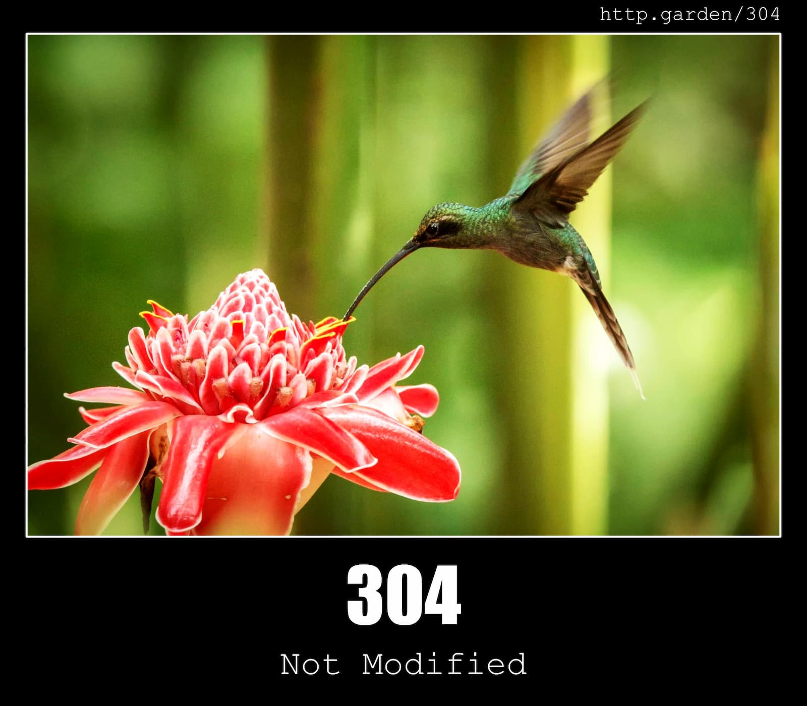 HTTP Status Code 304 Not Modified