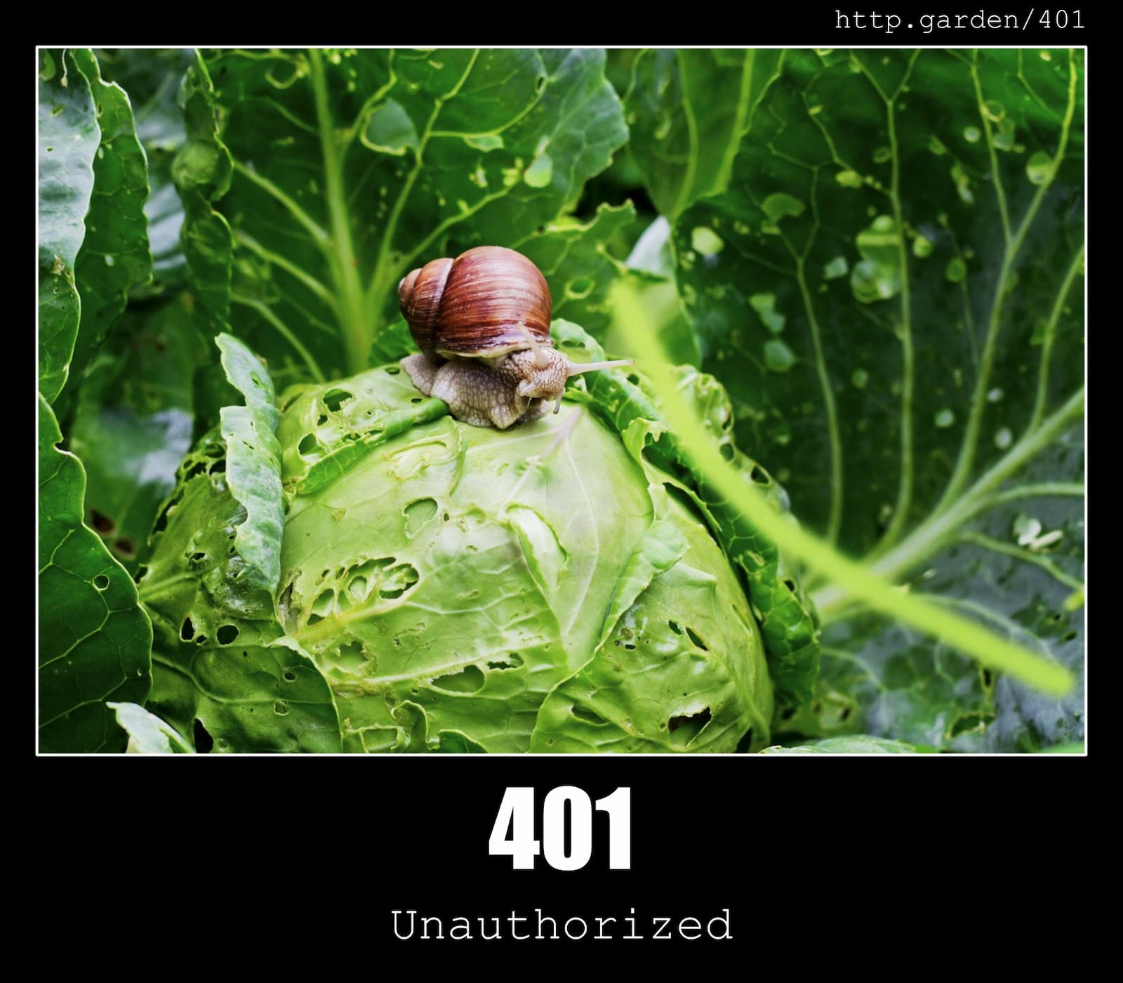 HTTP Status Code 401 Unauthorized & Gardening