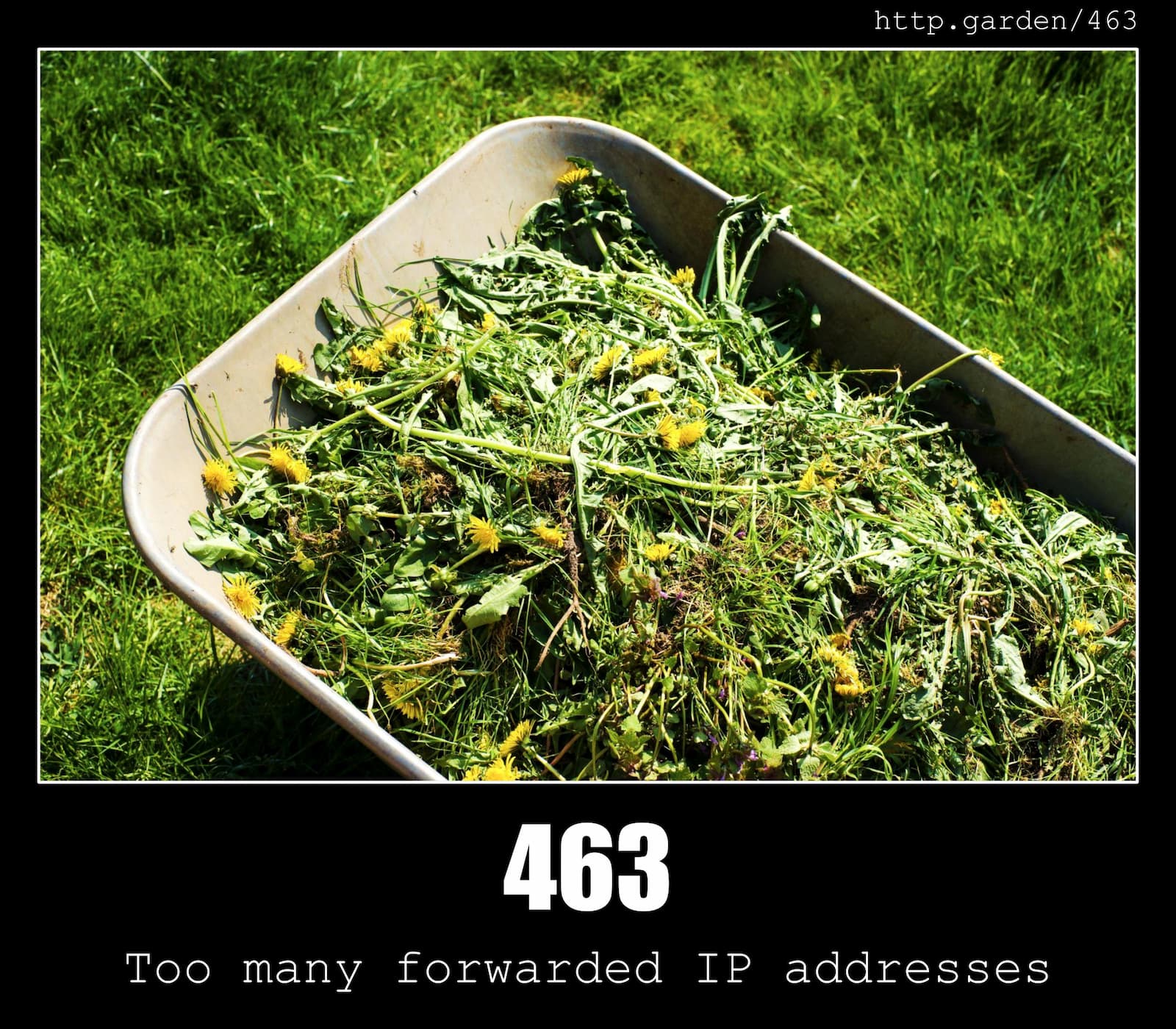 HTTP Status Code 463 Too many forwarded IP addresses & Gardening