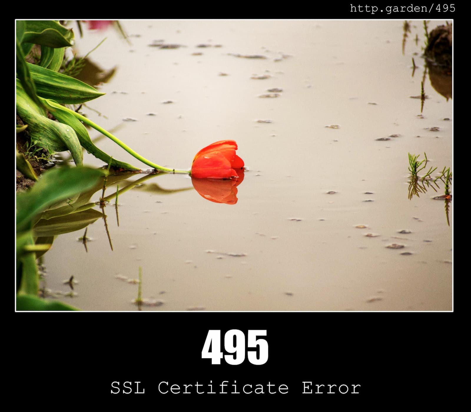 HTTP Status Code 495 SSL Certificate Error & Gardening