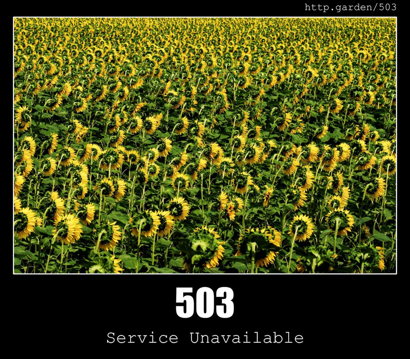 HTTP Status Code 503 Service Unavailable & Gardening