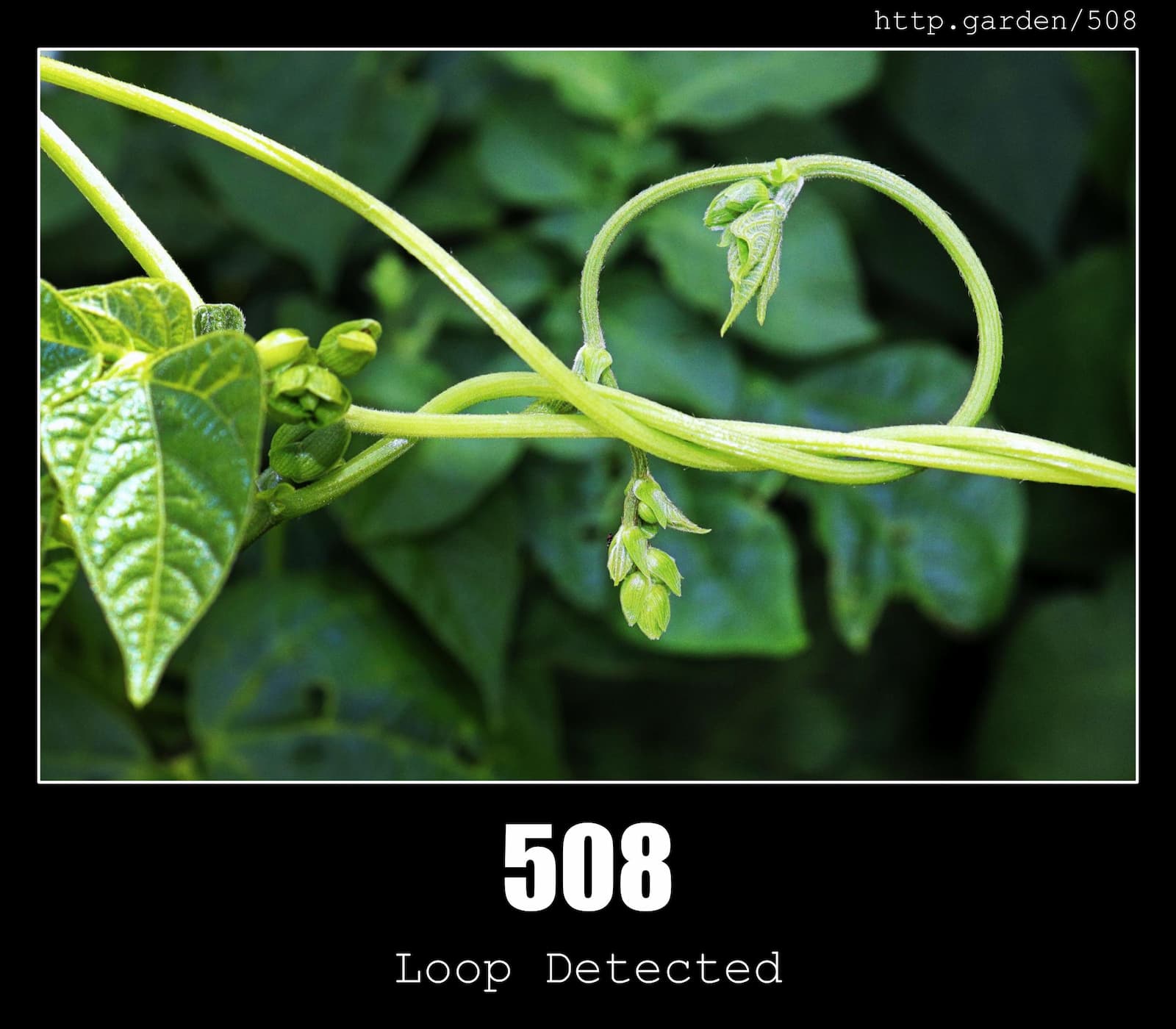 HTTP Status Code 508 Loop Detected & Gardening
