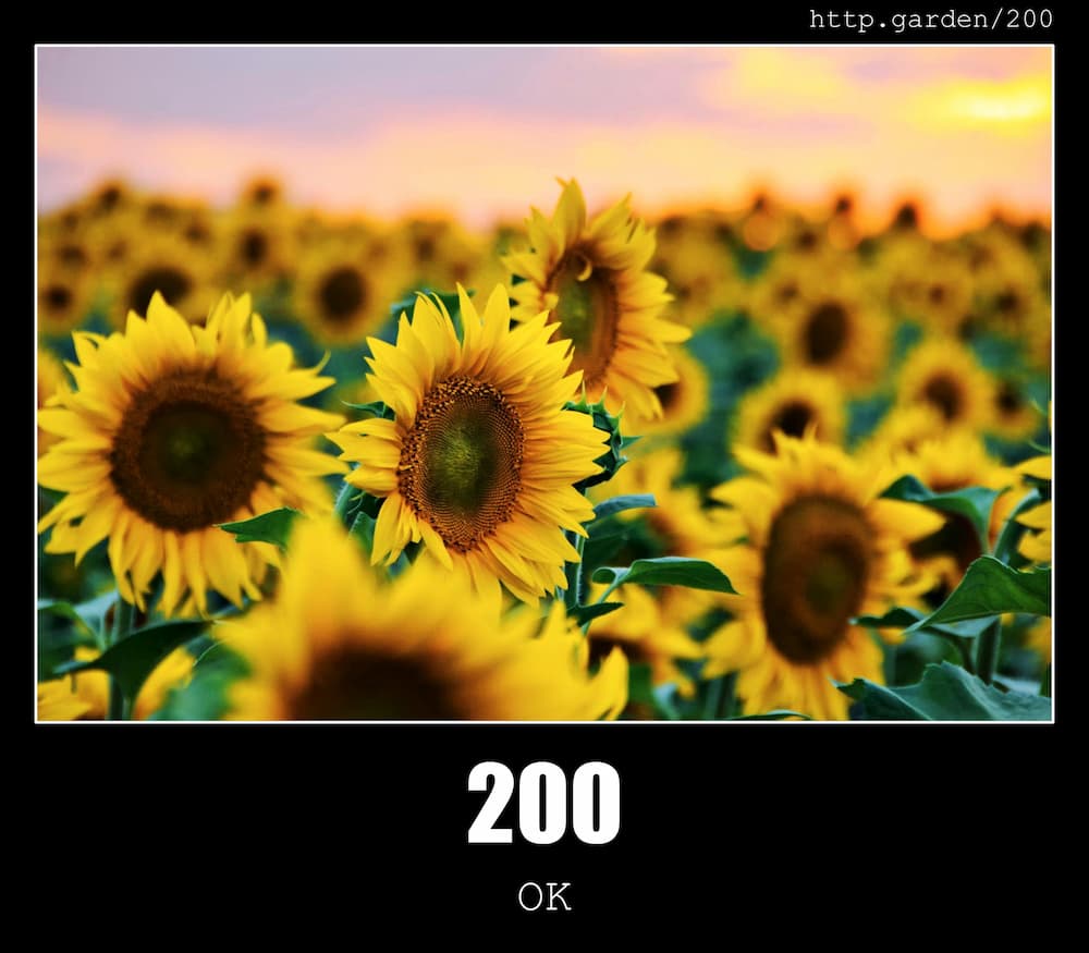 200-ok-http-status-code-and-dogs