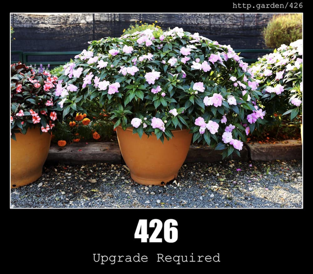 426 Upgrade Required - HTTP status code and cats!
