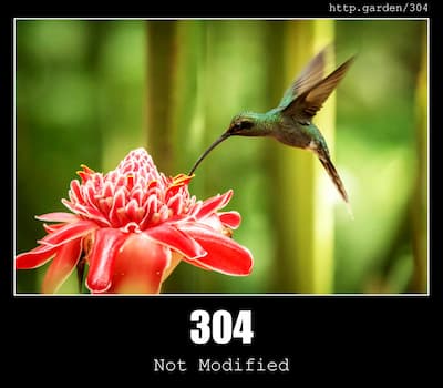 304 Not Modified & Gardening