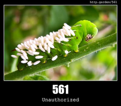 561 Unauthorized & Gardening